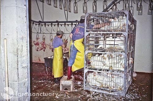 chickenconfinement
