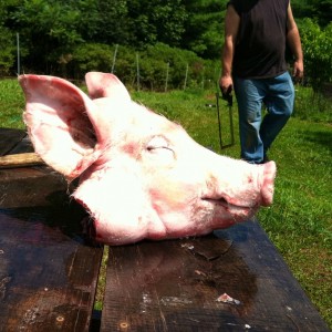 pighead